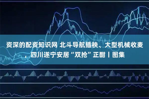 资深的配资知识网 北斗导航插秧、大型机械收麦，四川遂宁安居“双抢”正酣丨图集