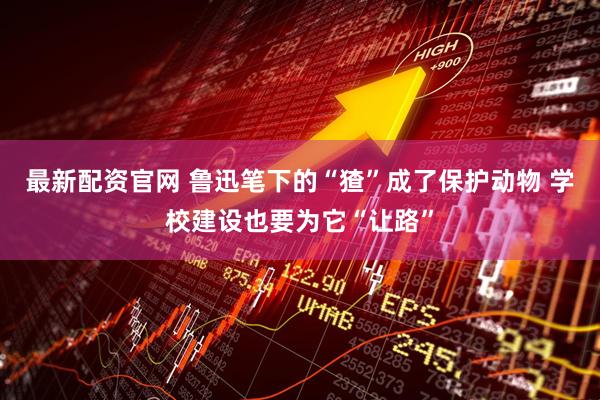 最新配资官网 鲁迅笔下的“猹”成了保护动物 学校建设也要为它“让路”